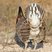 Lesser Prairie-Chicken